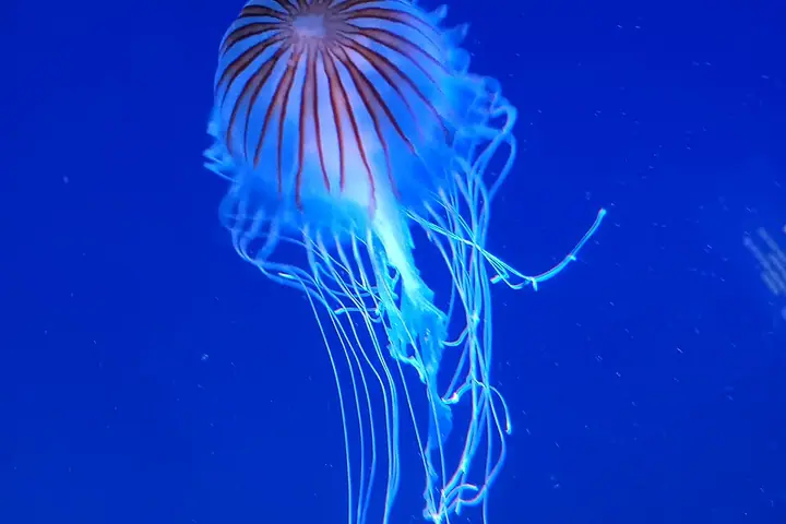Chrysaora hysoscella with compass markings and long tentacles