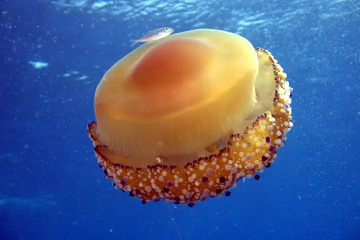 Full Cotylorhiza tuberculata with its orange dome underwater