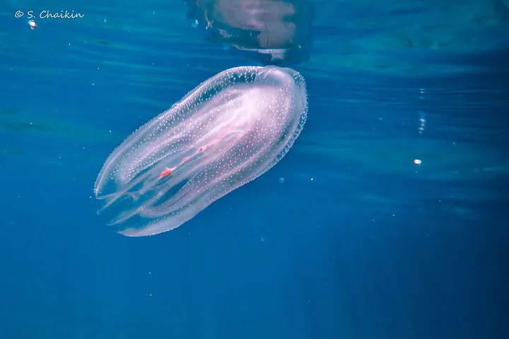 Transparent Mnemiopsis leidyi with visible comb rows