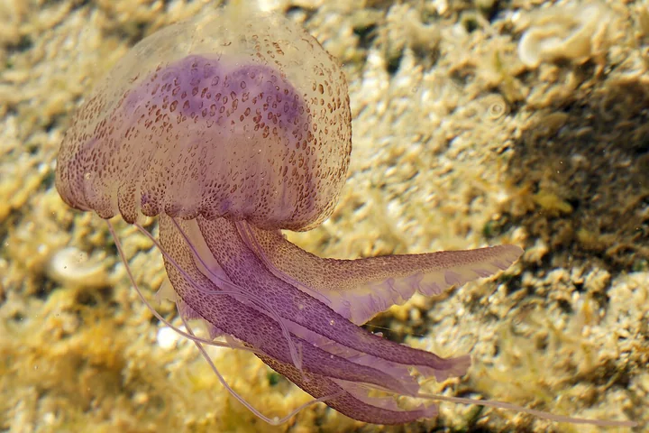 Side view of a purple Pelagia noctiluca with visible tentacles