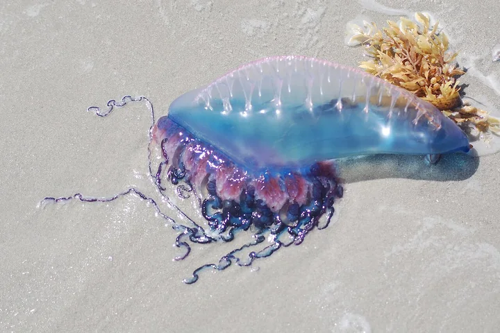 Blue and violet Physalia physalis stranded on sand