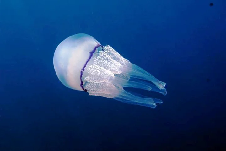 Full Rhizostoma pulmo swimming in blue water