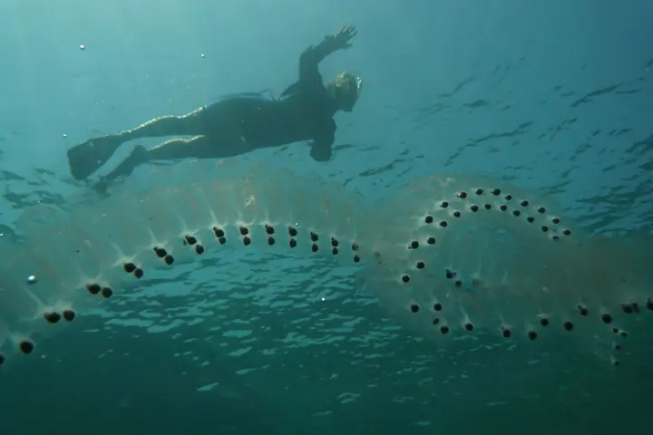 Transparent salp chain below a diver