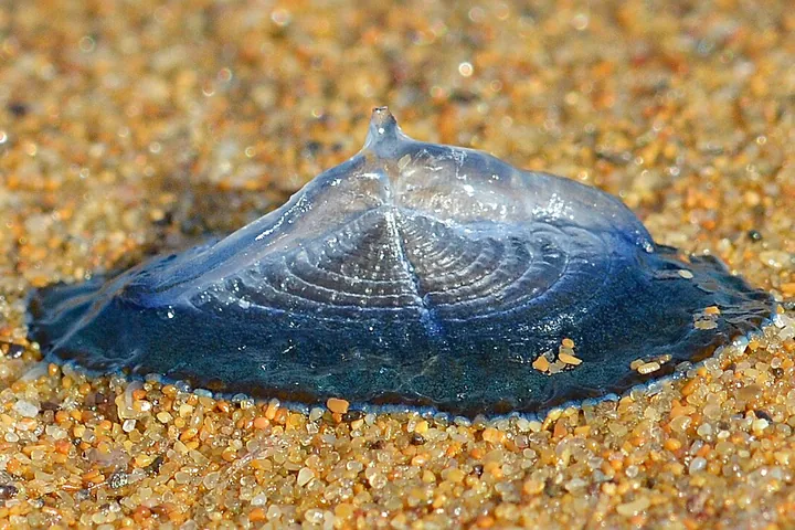 Blue Velella velella with a transparent sail on sand